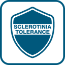 TOLÉRANCE SCLÉROTINIA