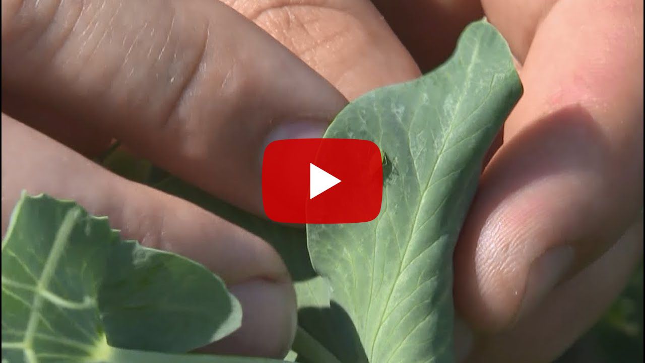 Bescherm uw erwten tegen luizen met Sivanto Prime !