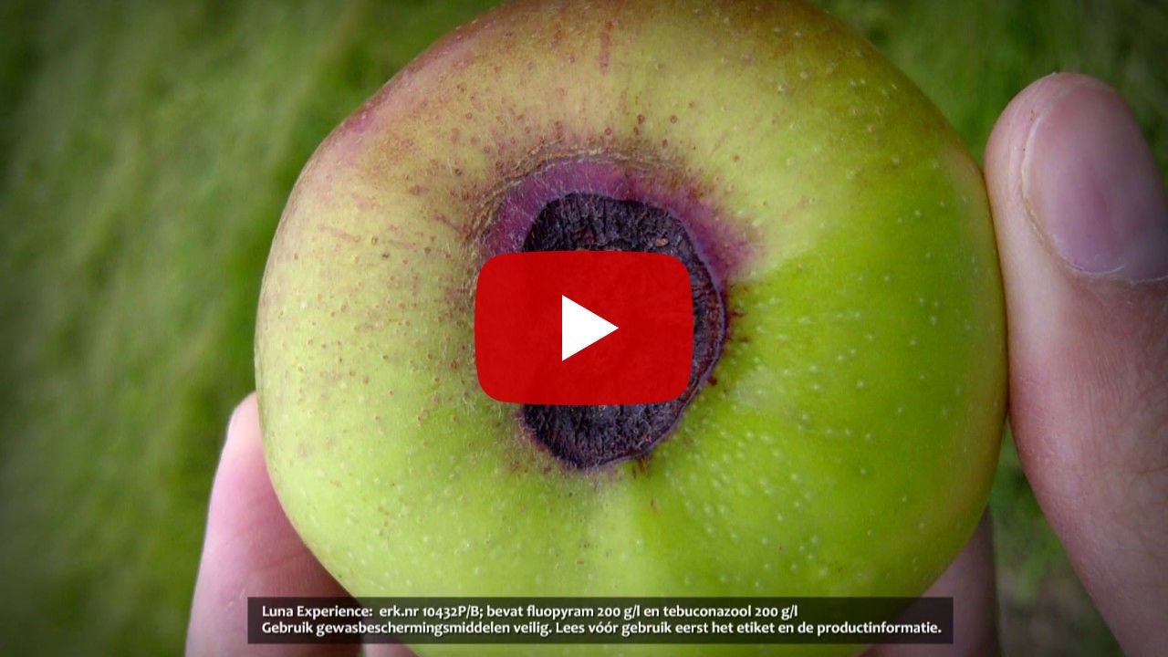 Luna Experience in peer en appel