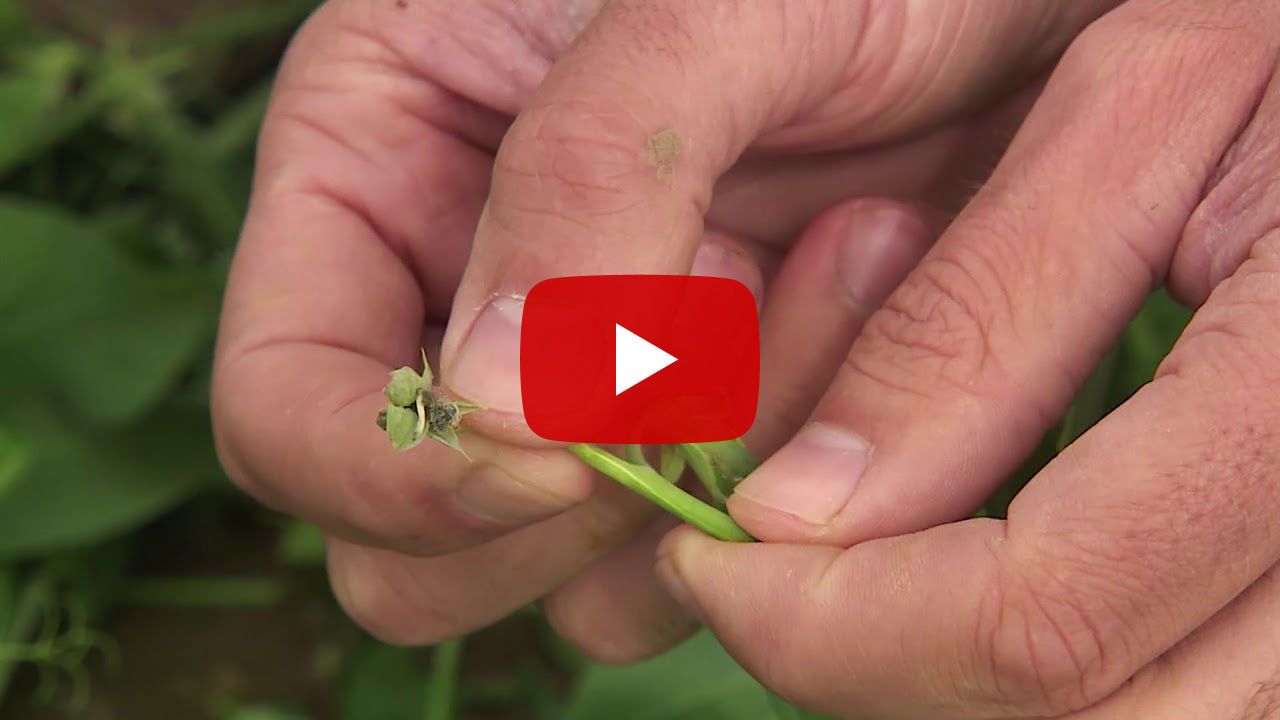 Luna Sensation in erwten en bonen