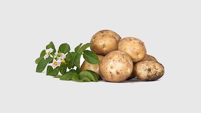 InFinito beveiligt de aardappelopbrengst