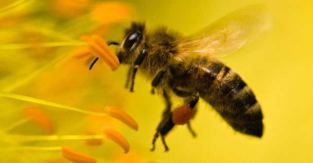 De bij is geen bijzaak