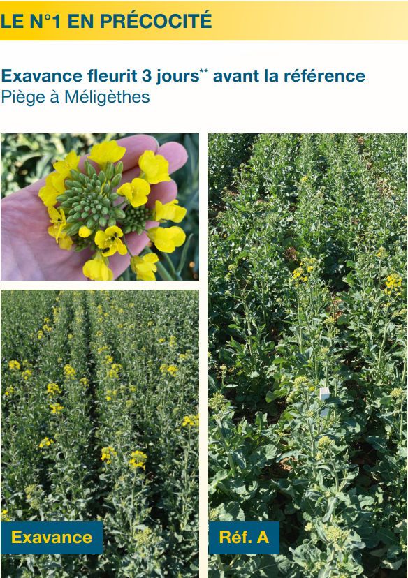 Performances agronomiques